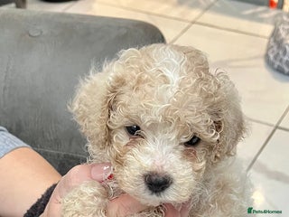 Maltipoo dogs Miniature multipoint puppies - Advert 1