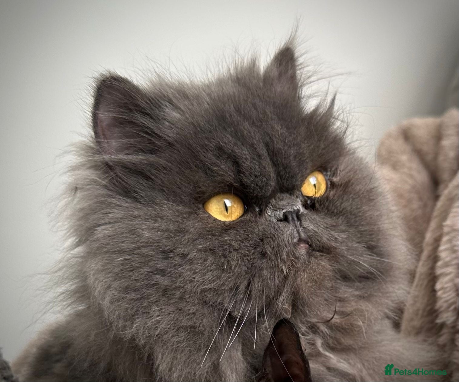 Persian cats Persian Male  - Advert 2