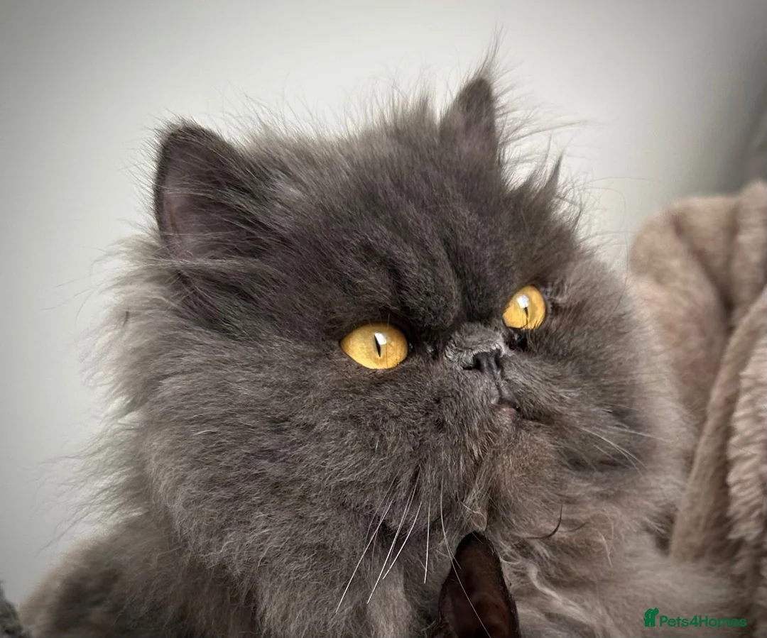 Persian cats for sale: Persian Male  - Advert 1