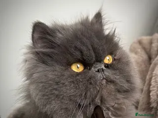 Persian cats Persian Male - Advert 2