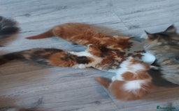 Maine Coon cats for sale: Beautiful XXL Maine-coon kittens 😸 ♥️  - Image 38