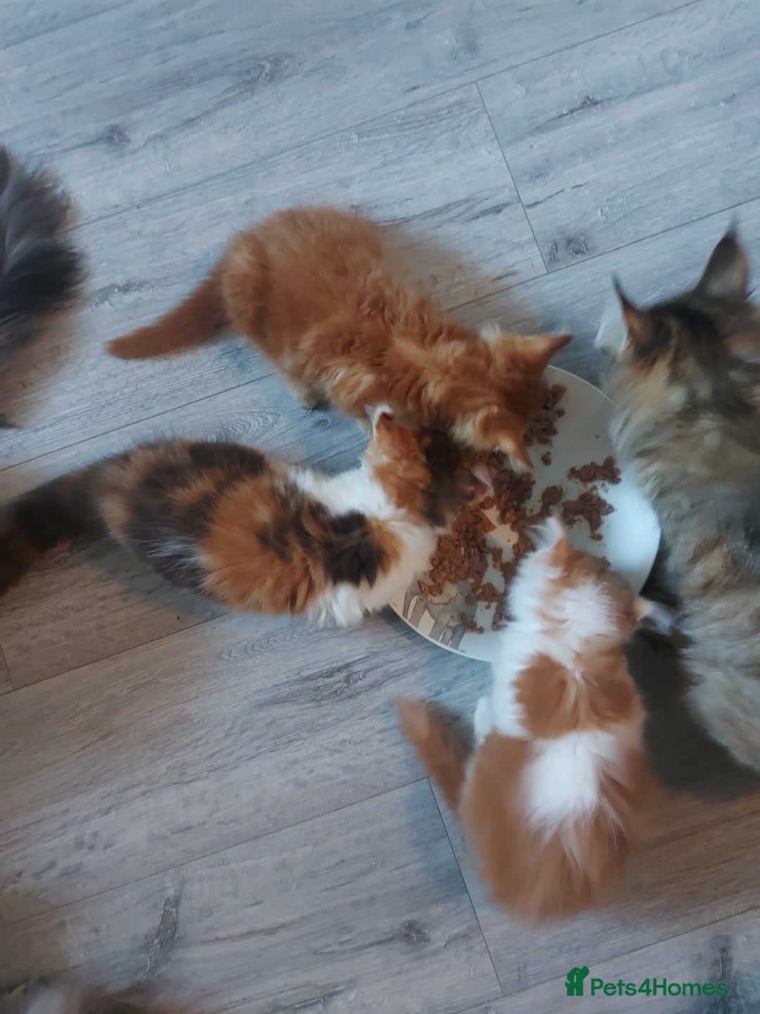 Maine Coon cats for sale: Beautiful XXL Maine-coon kittens 😸 ♥️  - Image 38