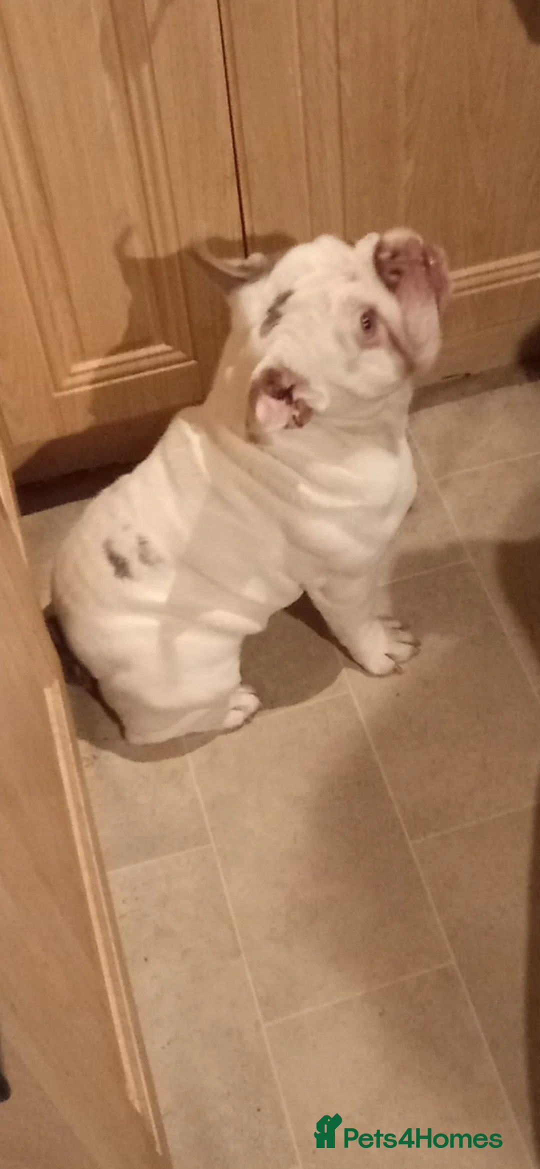 English Bulldog dogs for sale: British bulldog male 14 months old  - Advert 2