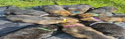 German Shepherd dogs for sale: Kc reg working line German shepherd pups in Barnsley - Advert 17