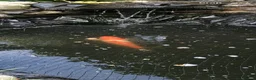 Koi Carp fish for sale: Japanese Koi Carp and 2 x Golden Orfe  in Birmingham - Advert 3
