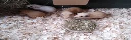 Guinea Pig rodents for sale: Himalayans Sows and California boys  - Advert 4