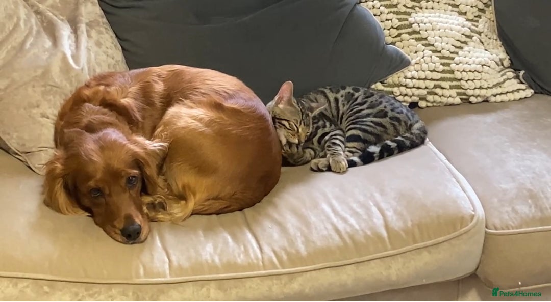 Cocker Spaniel dogs for sale: Working cocker pups due,  ready for spring - Advert 5