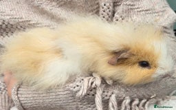 Guinea Pig rodents for sale: 3 beautiful females for sale  - Image 7