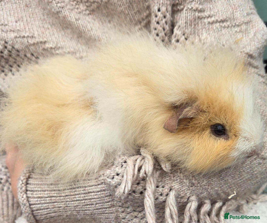 Guinea Pig rodents for sale: 3 beautiful females for sale  - Image 7