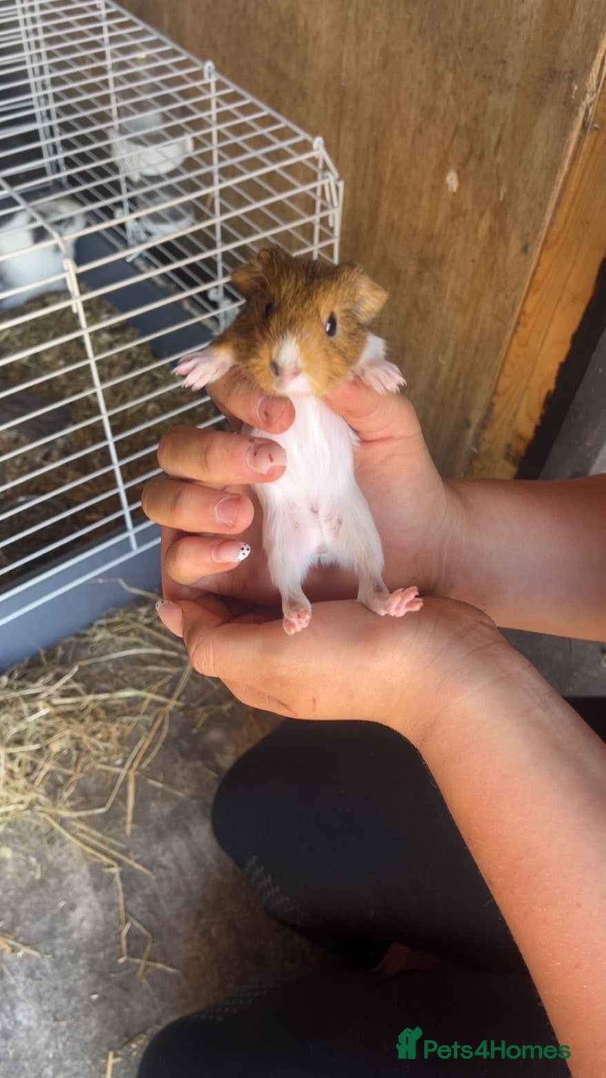 Guinea Pig rodents Wiggles!! - Advert 2
