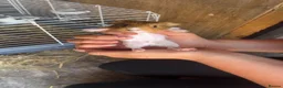 Guinea Pig rodents for sale: Wiggles!! - Advert 2