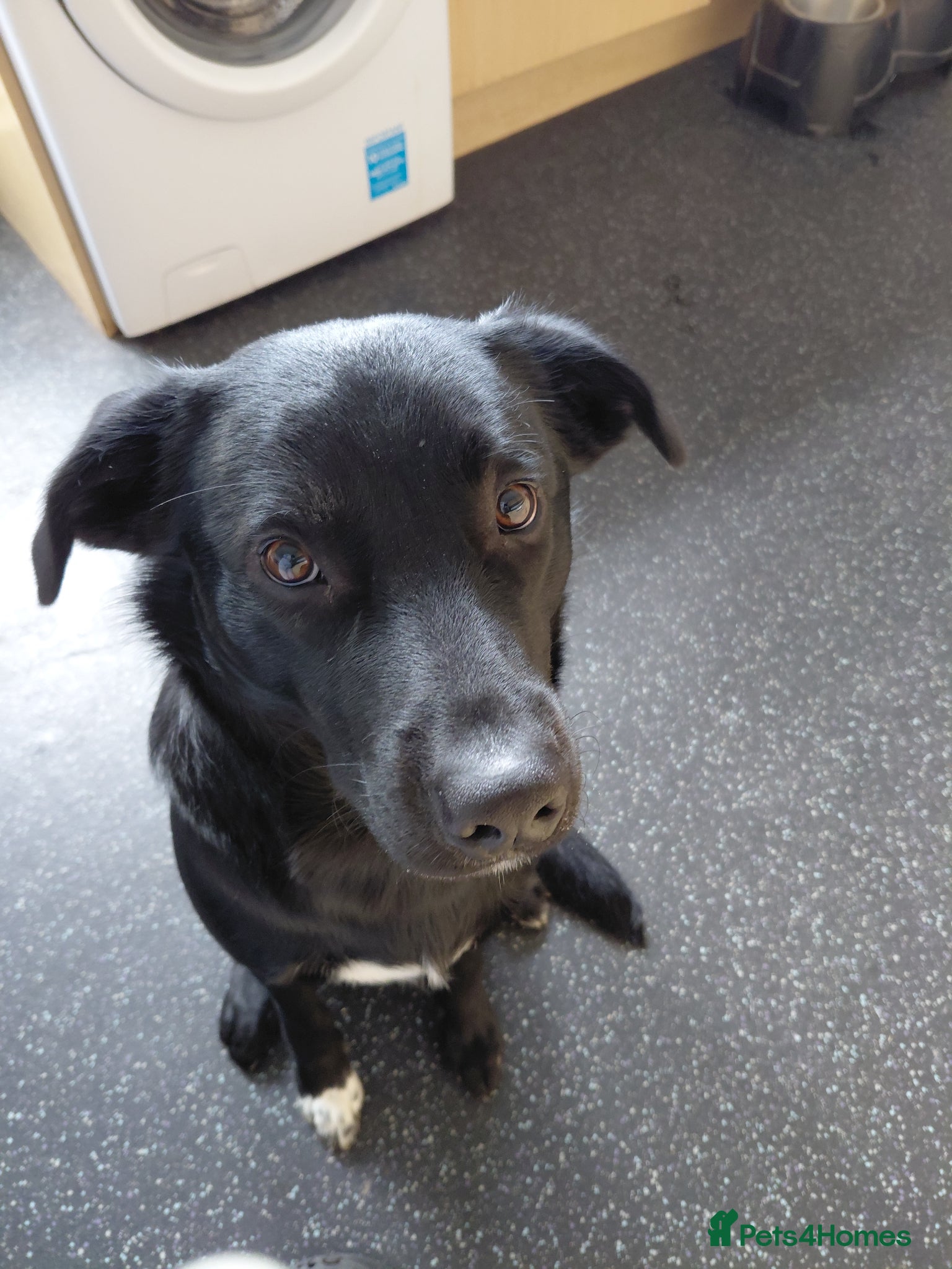 Borador dogs Bear. - Advert 1