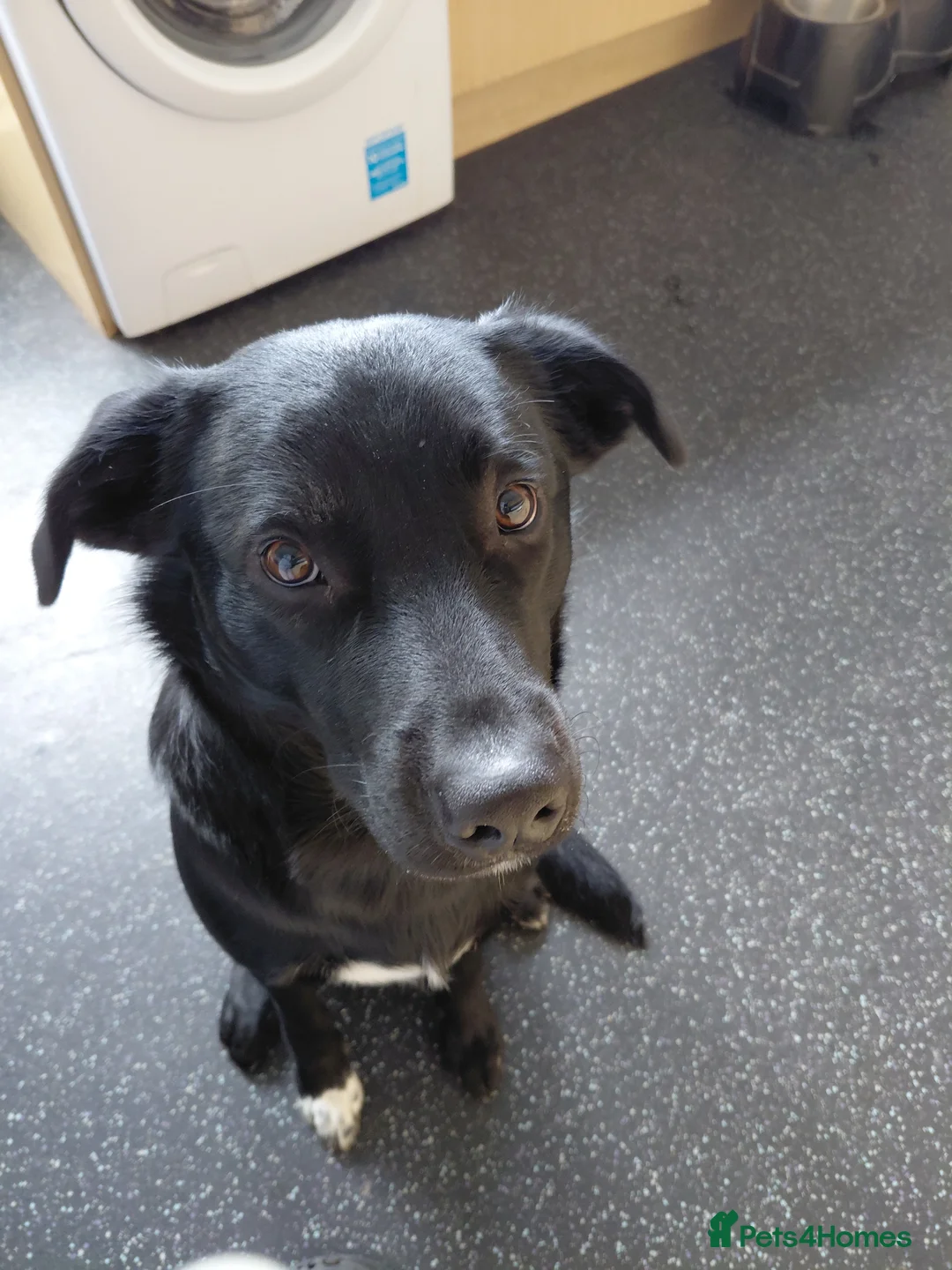 Borador dogs for sale: Bear. in Southend-on-Sea - Advert 1