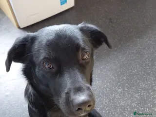 Borador dogs Bear. - Advert 1