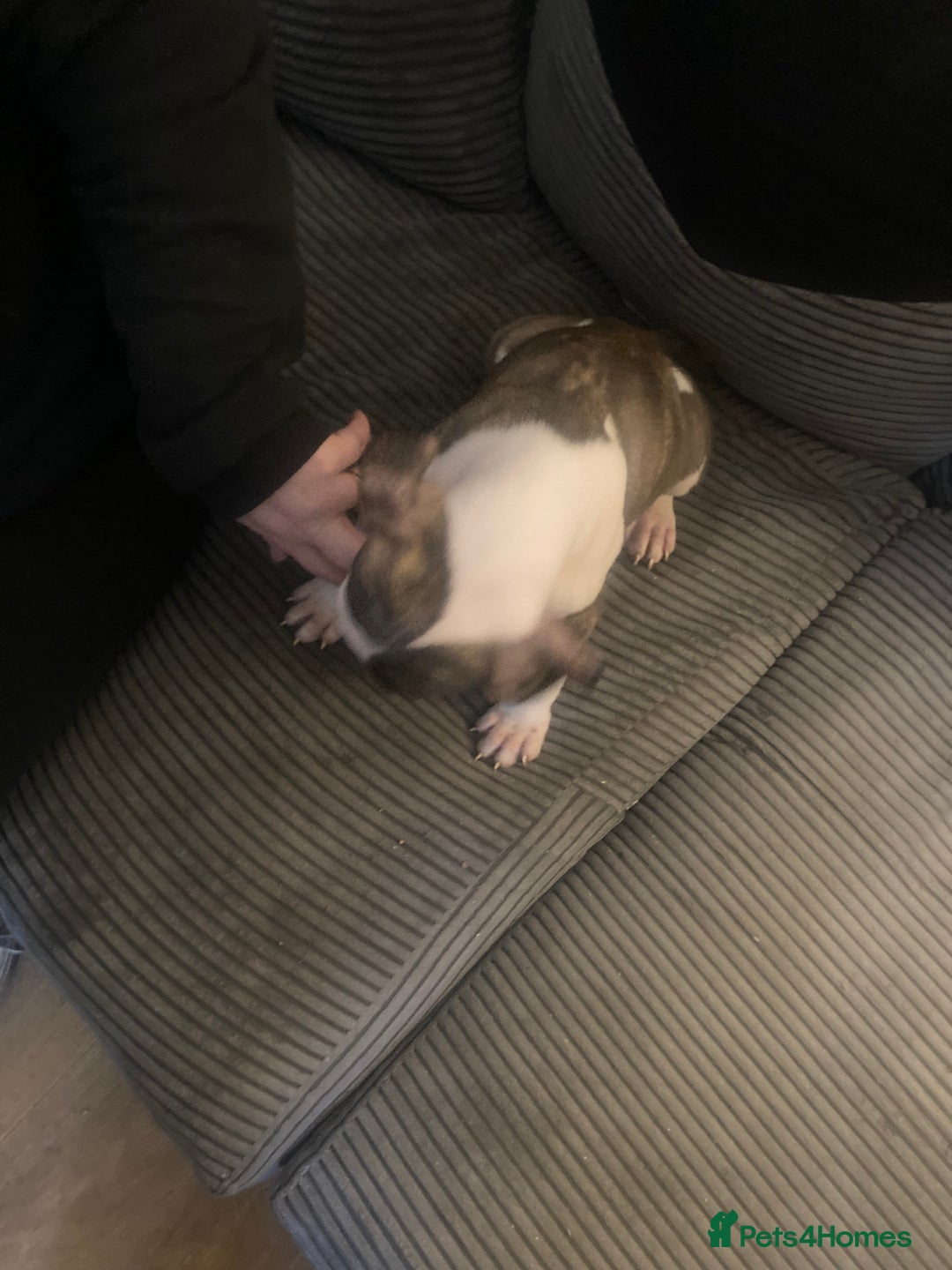 American Bulldog dogs for sale: american bulldog puppies - Image 7