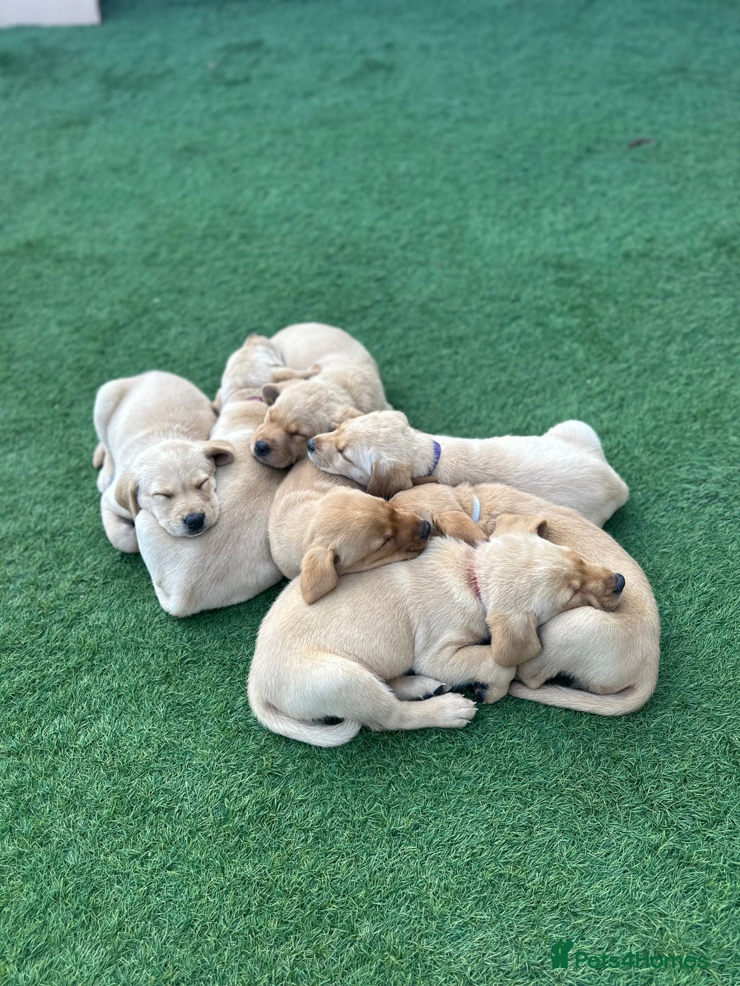 Labrador Retriever dogs for sale: 🐾 Exceptional KC Registered Labrador Puppies🐾 - Advert 13
