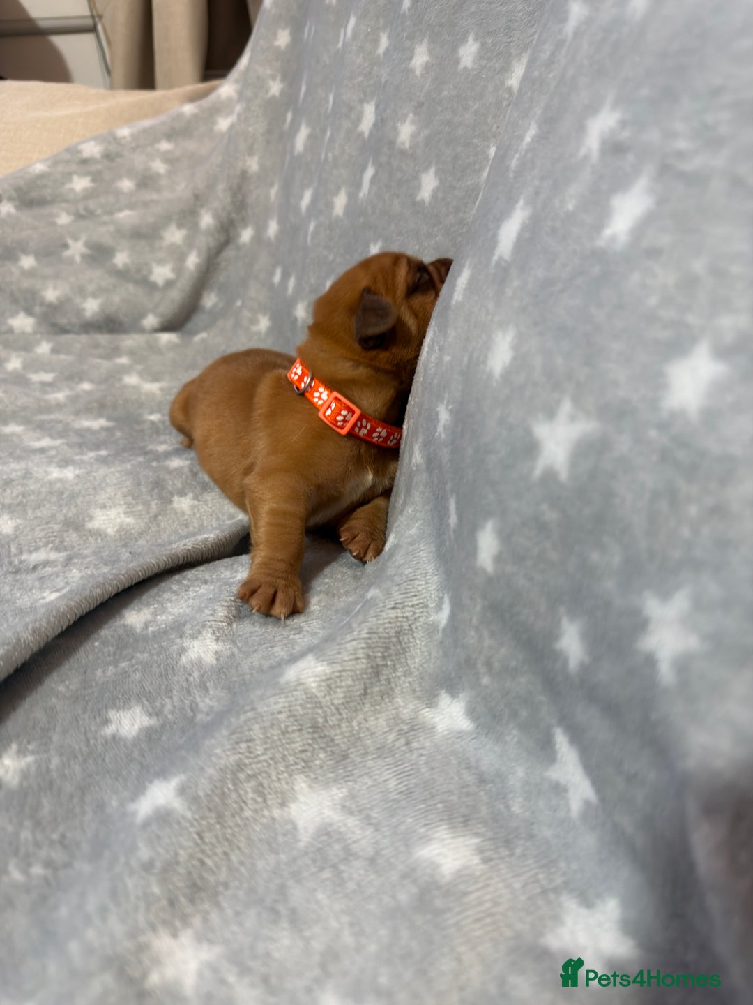 Dogue De Bordeaux dogs for sale: Beautiful Dogue De Bordeaux Puppies - Advert 24