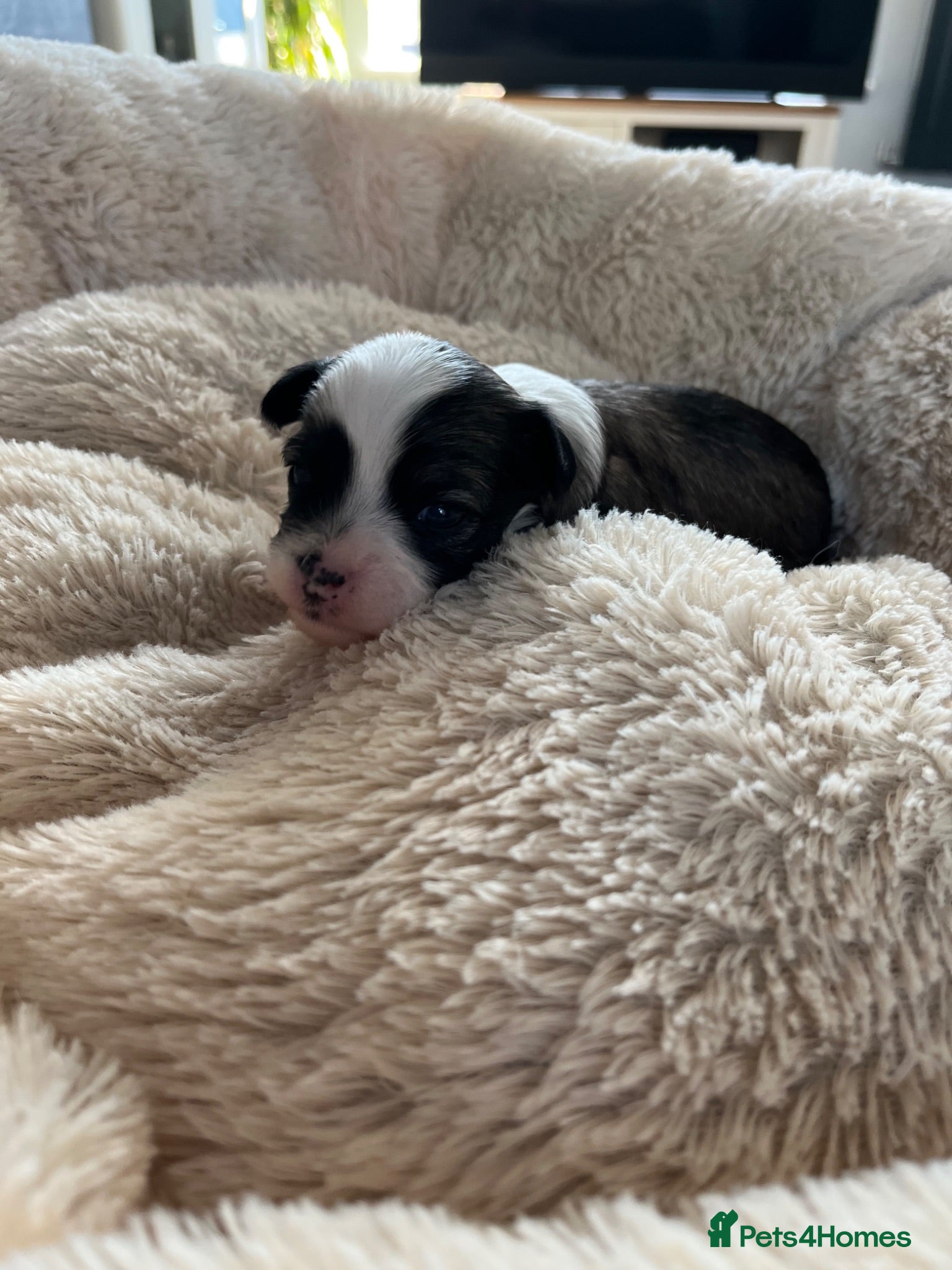 Chinese Crested dogs KC Chinese crested puppies for sale  - Advert 1