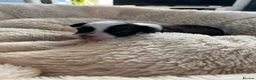 Chinese Crested dogs for sale: Lovely Chinese crested puppies for sale  - Advert 11