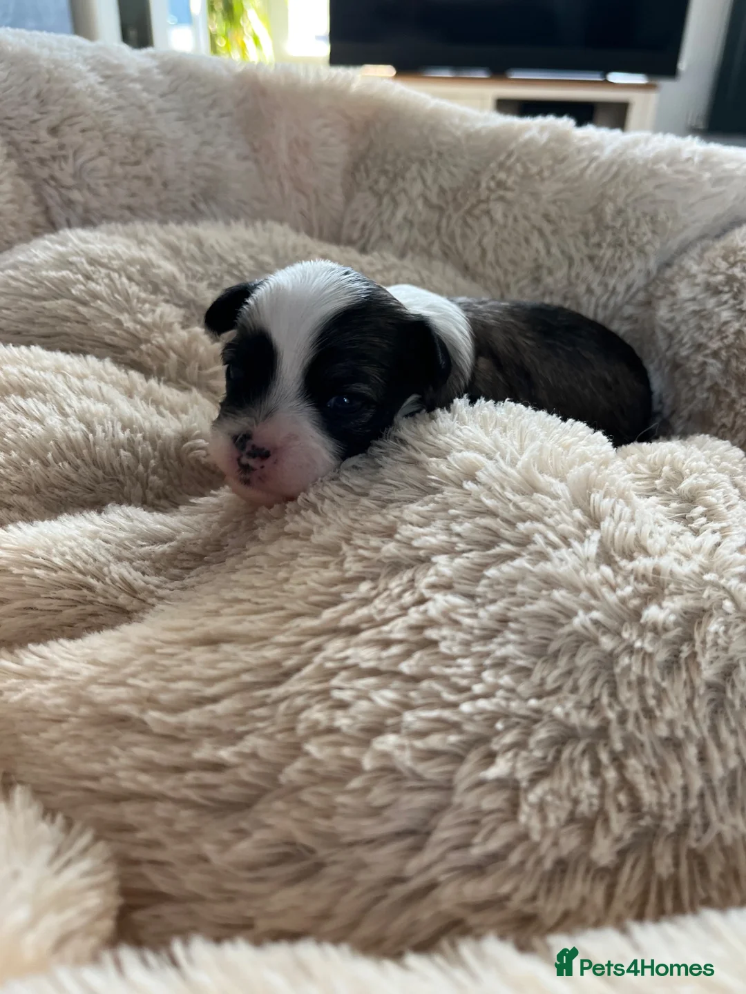 Chinese Crested dogs for sale: Lovely Chinese crested puppies for sale  - Advert 11