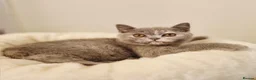 British Shorthair cats for sale: British Shorthair Blue Tortie Female Available  - Advert 3