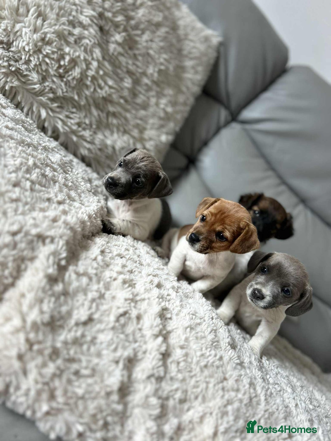 Jack Russell dogs for sale: Jack Russell puppies  - Image 4