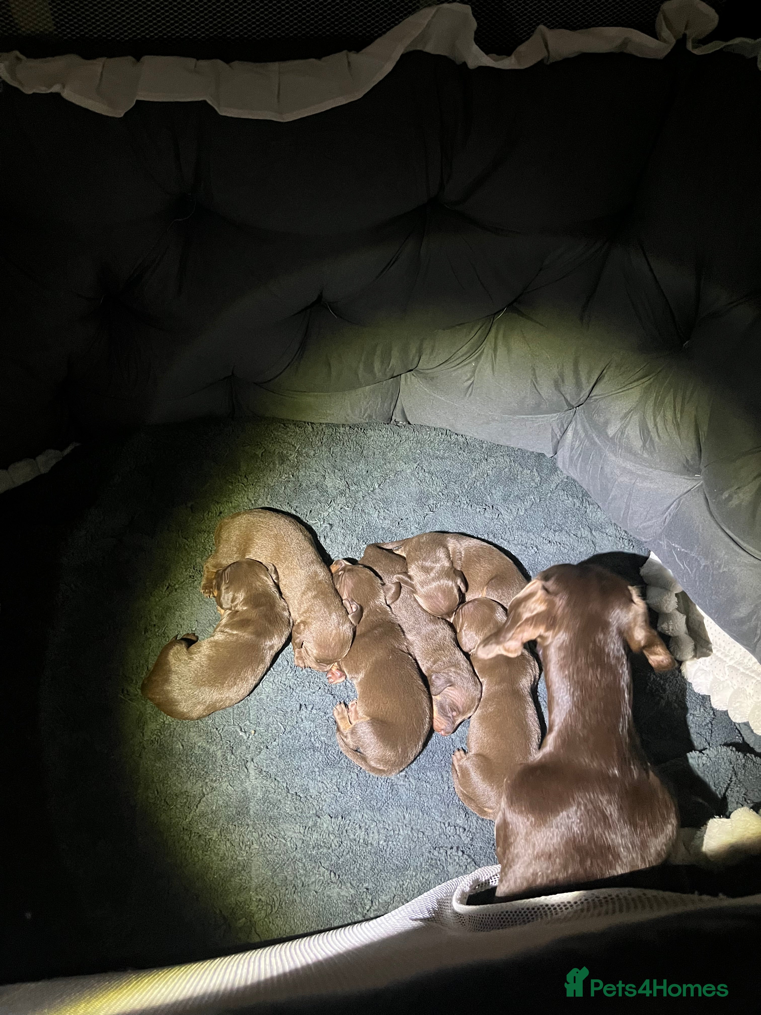 Miniature Dachshund dogs Miniature dachshund for sale  - Advert 13