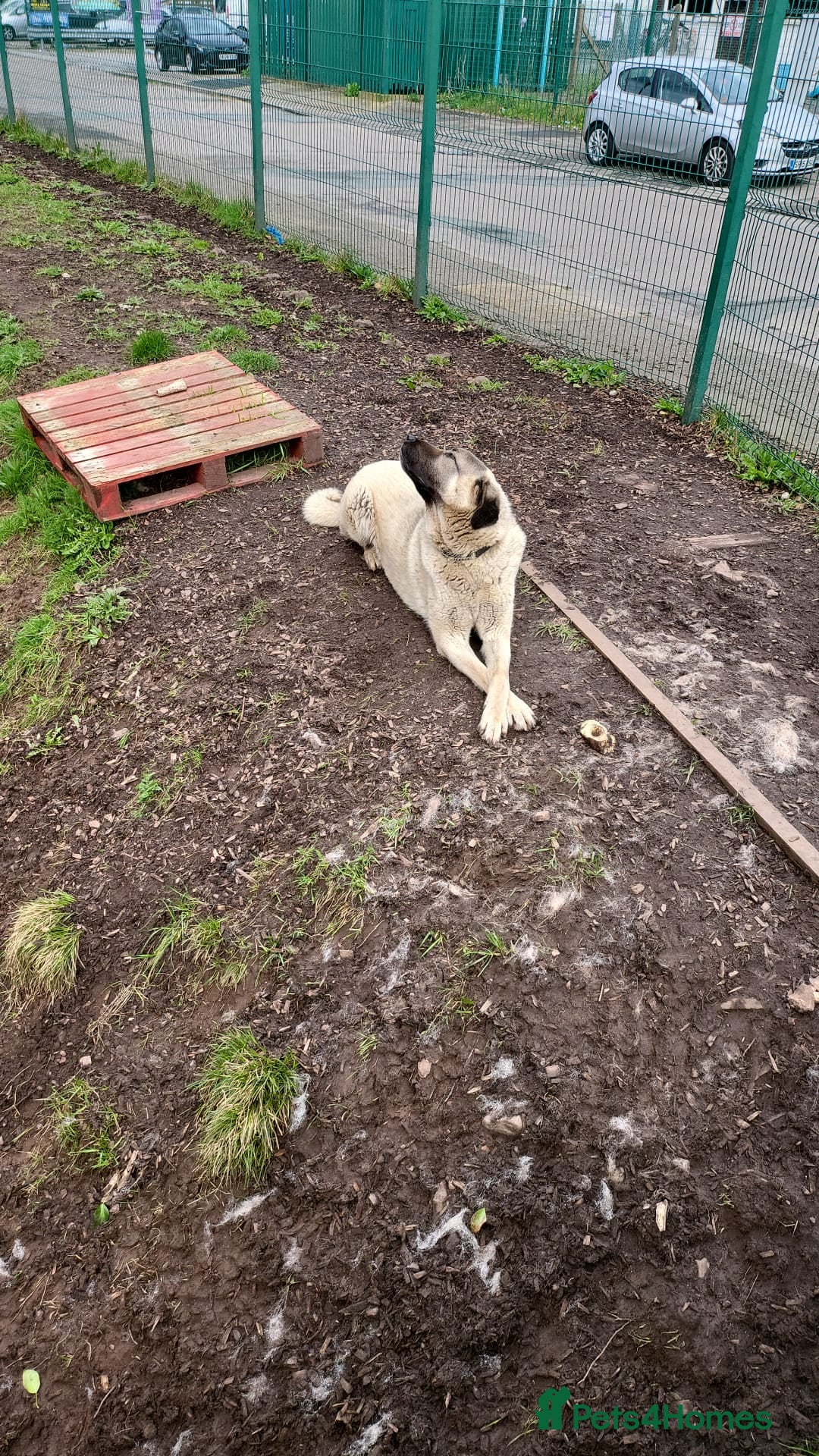 Anatolian Shepherd dogs Turkish Kangal - Advert 2