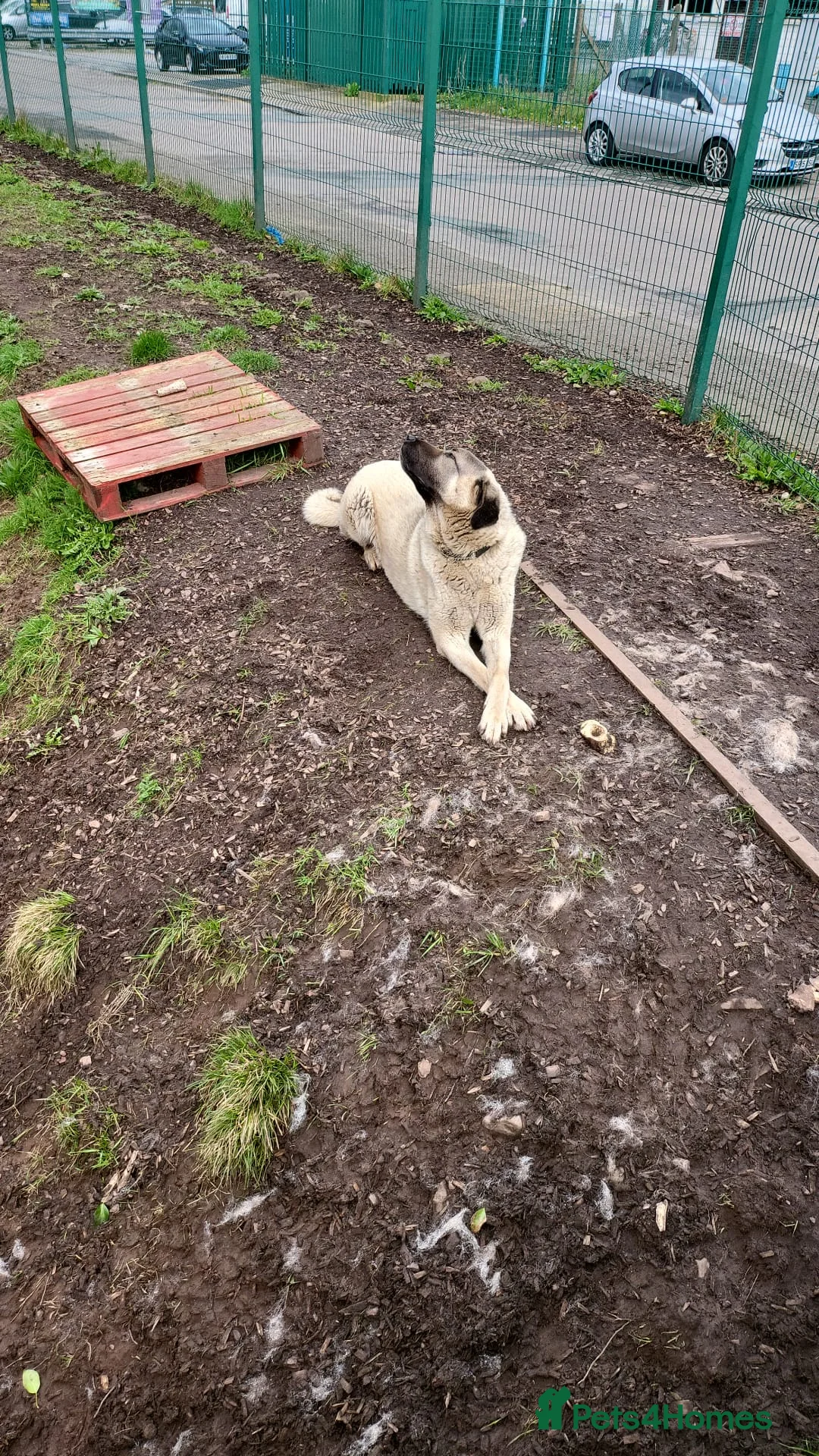 Anatolian Shepherd dogs for sale: Handsome very loyal Anatolian shepherd  - Advert 7