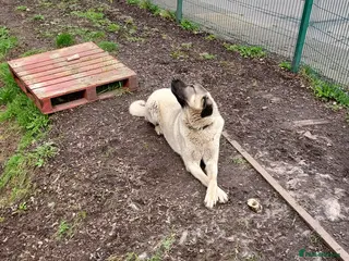 Anatolian Shepherd dogs Turkish Kangal - Advert 2