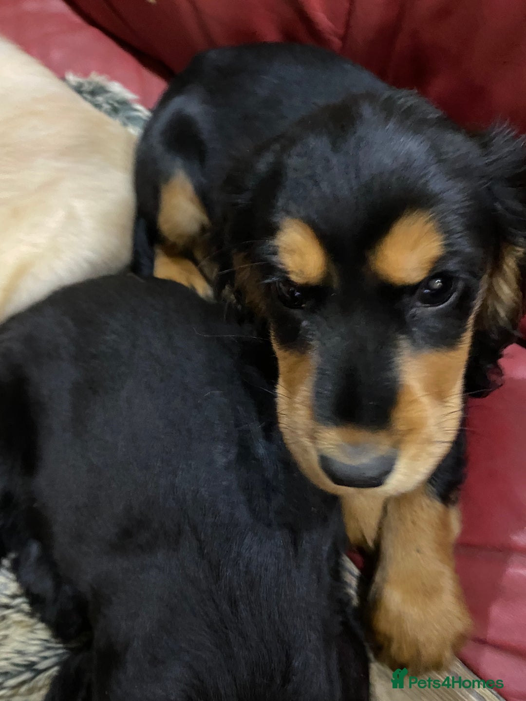 Cocker Spaniel dogs for sale: Cocker Spaniel puppies - Advert 10