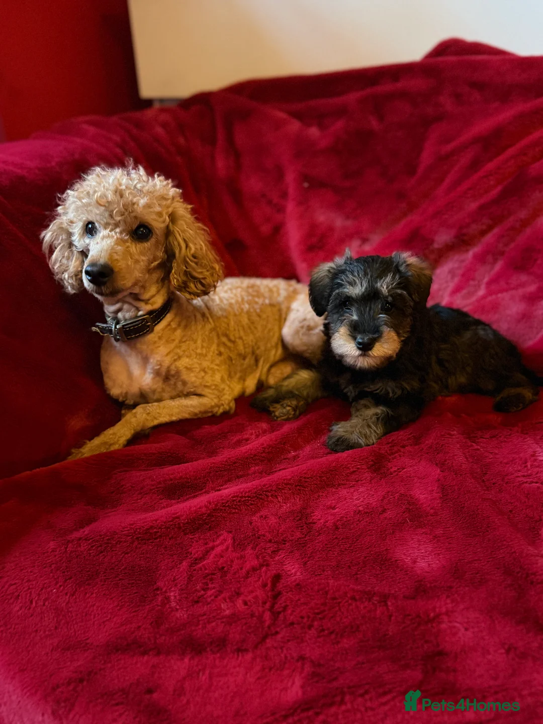 Mixed Breed dogs for sale: Two beautiful mini schnoodle pups - Advert 4