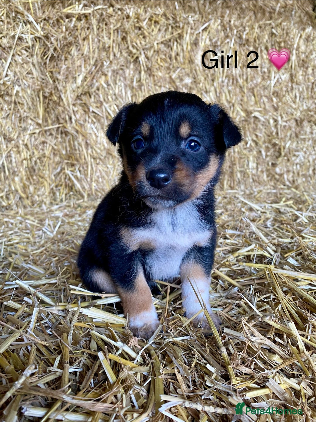 Border Collie dogs for sale: Border Collie Puppies - Advert 5