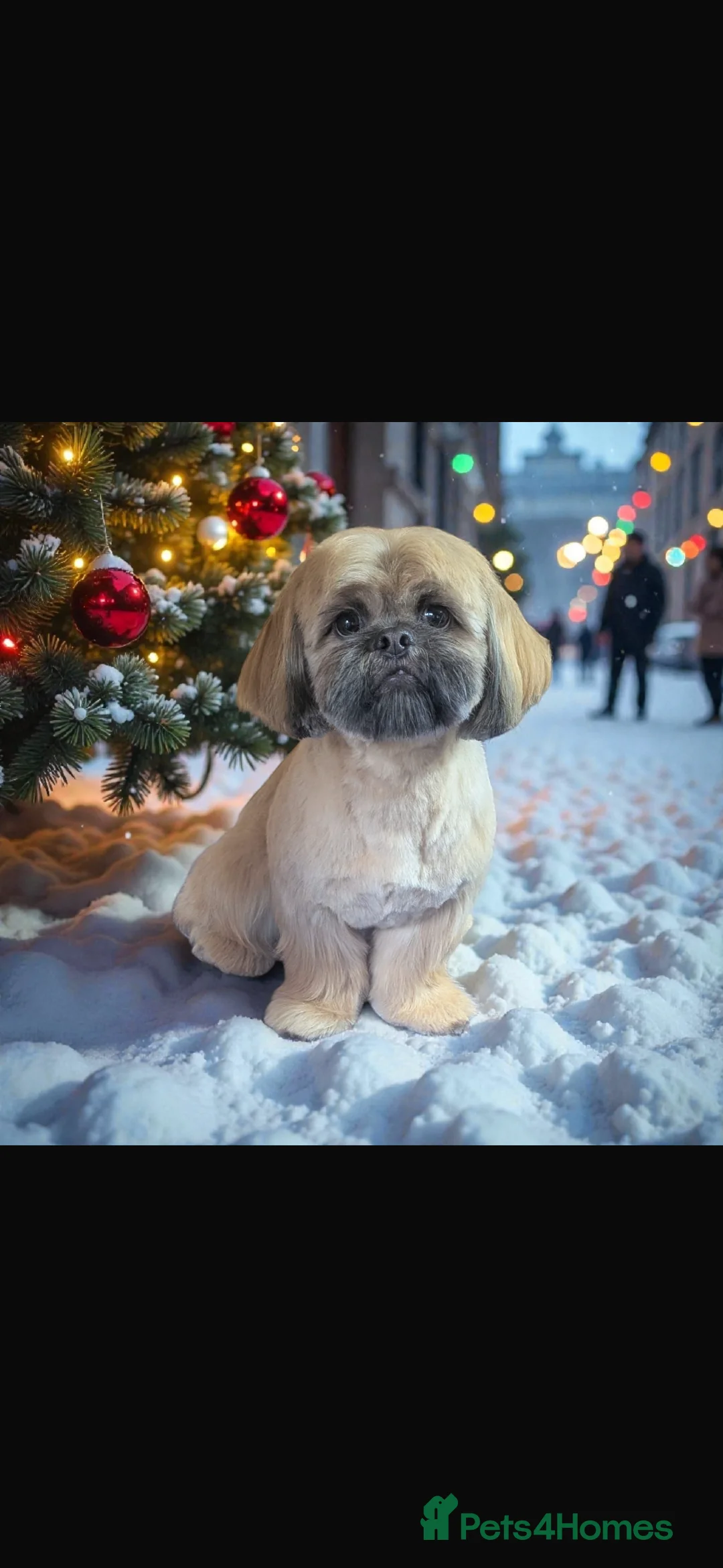 Shih Tzu dogs for stud: shih tzu/half imperial chocolate/liver genes  - Advert 2