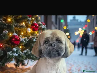 Shih Tzu dogs Shih Tzu half imperial chocolate liver genes - Advert 9