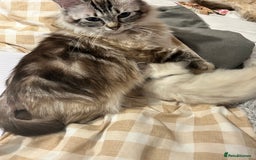 Ragdoll cats for sale: *stunning* litter of 7 ragdoll kittens  - Image 23