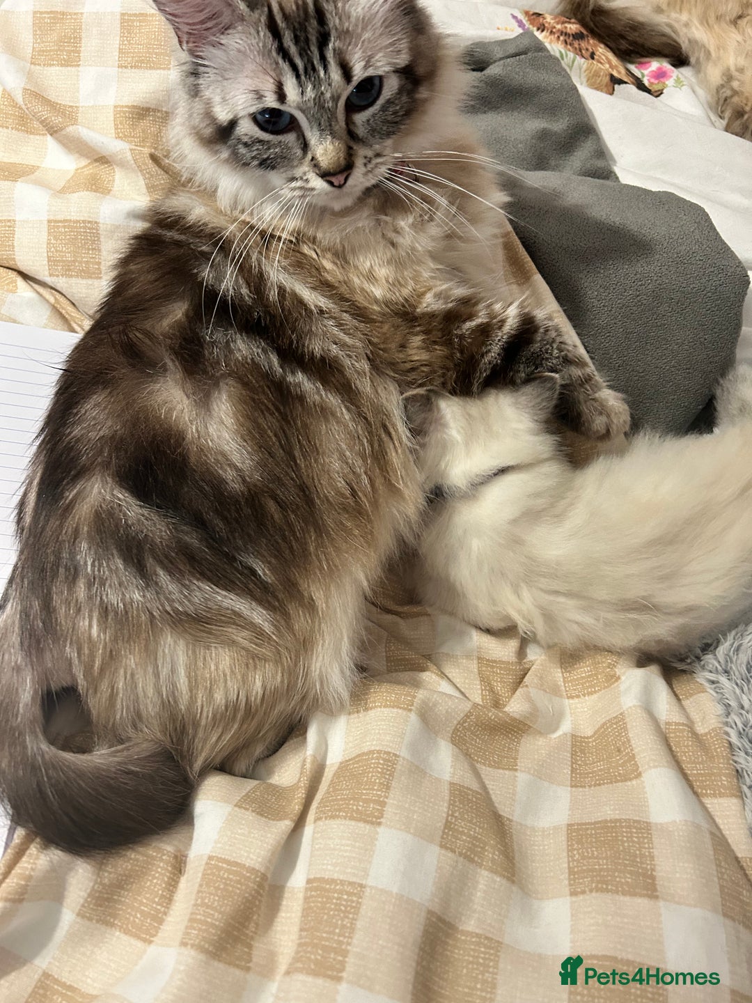 Ragdoll cats for sale: *stunning* litter of 7 ragdoll kittens  - Image 23