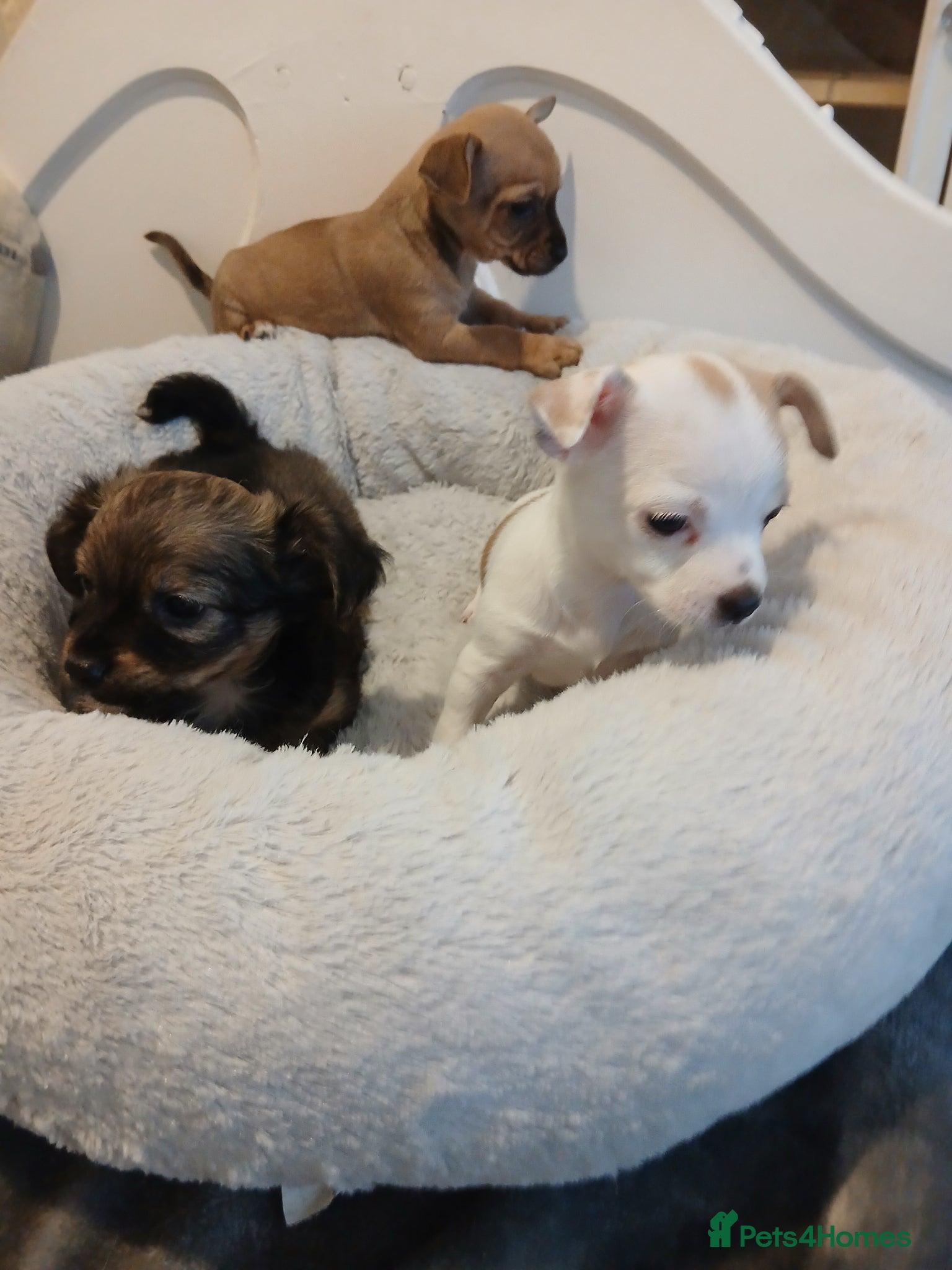 Chihuahua dogs 3 adorable Stunning chihuahua pups  - Advert 2