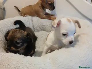 Chihuahua dogs 3 adorable Stunning chihuahua pups - Advert 2