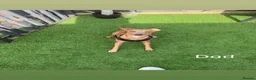 Italian Greyhound dogs for sale: KC Registered Italian Greyhound Puppies  in Carlisle - Advert 18