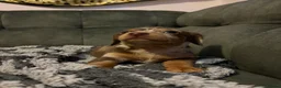 Miniature Dachshund dogs for sale: 4 beautiful miniature dachshunds  - Advert 8