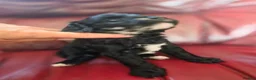 Cockapoo dogs for sale: Beautiful Cockapoo puppies.  - Advert 12