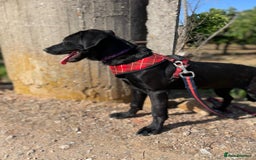 Mixed Breed dogs for adoption: Lovely Leah - Image 23