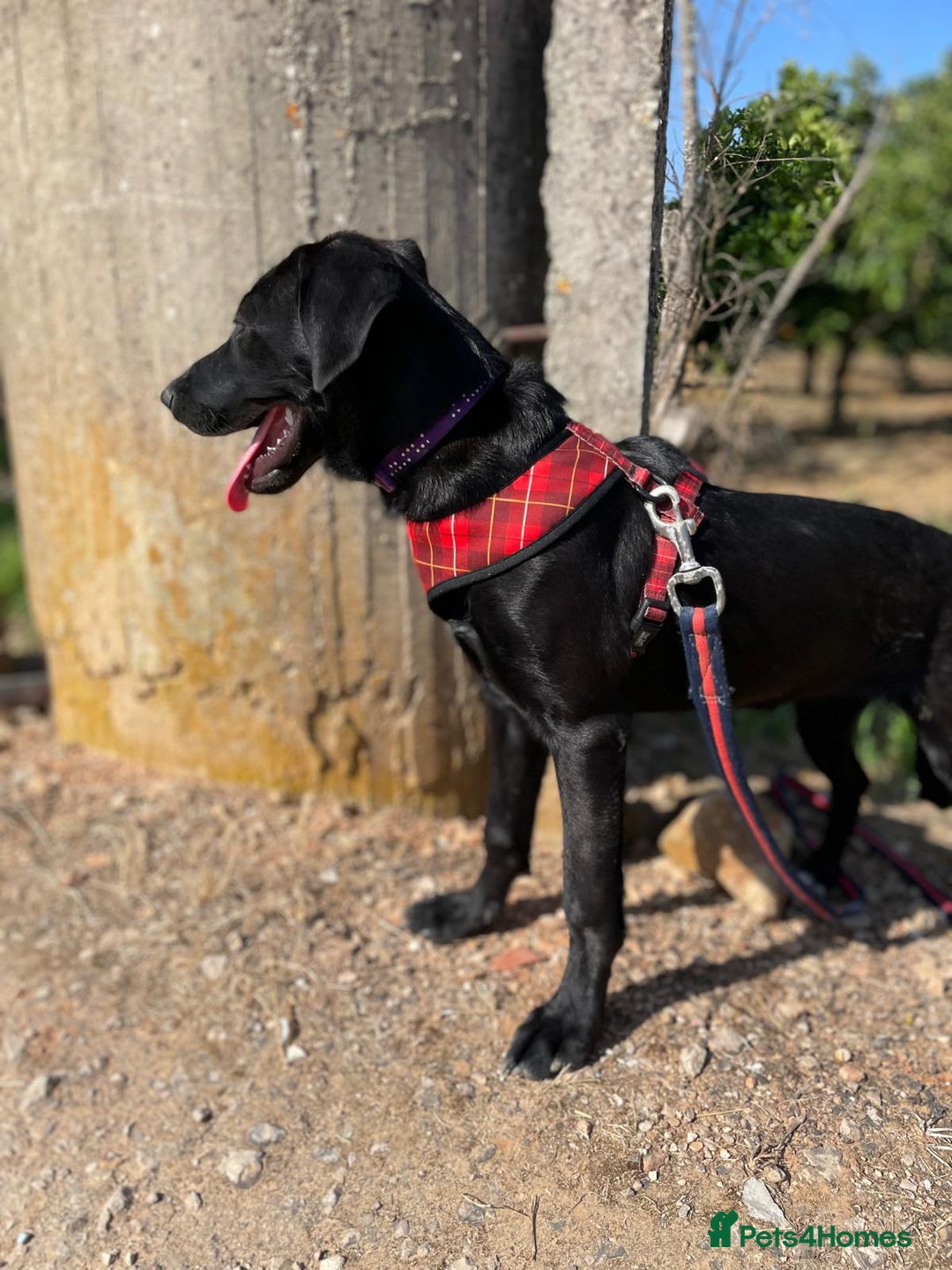 Mixed Breed dogs for adoption: Lovely Leah - Image 23