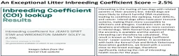 Cocker Spaniel dogs for sale: Stunning Show Cockers - Crufts Champion Pedigree in Stoke-on-Trent - Advert 14