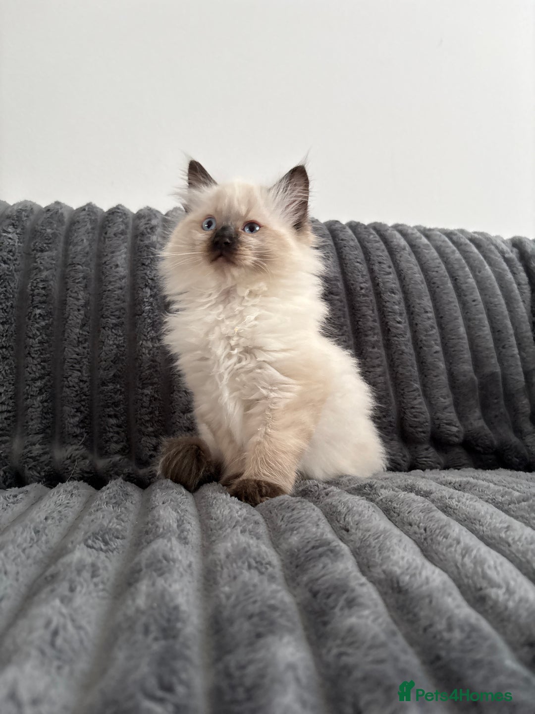 Ragdoll cats for sale: 2 Ragdoll Kittens left 🐾🤍 READY TO LEAVE NOW! - Image 23