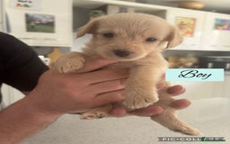 Mixed Breed dogs for sale: REDUCED - Cockapoochi Puppies - READY TO VIEW 🐶 - Image 7