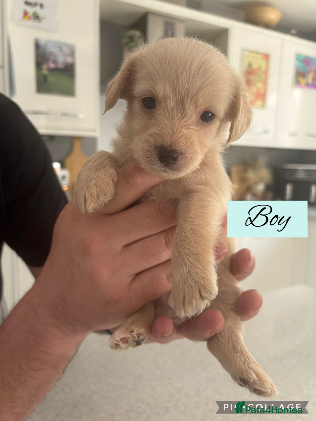 Mixed Breed dogs for sale: REDUCED - Cockapoochi Puppies - READY TO VIEW 🐶 - Image 7
