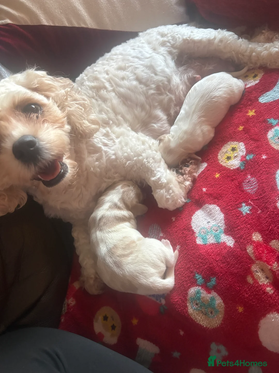 Mixed Breed dogs for sale: Cavapoo/beagle mix  in Cardiff - Advert 2