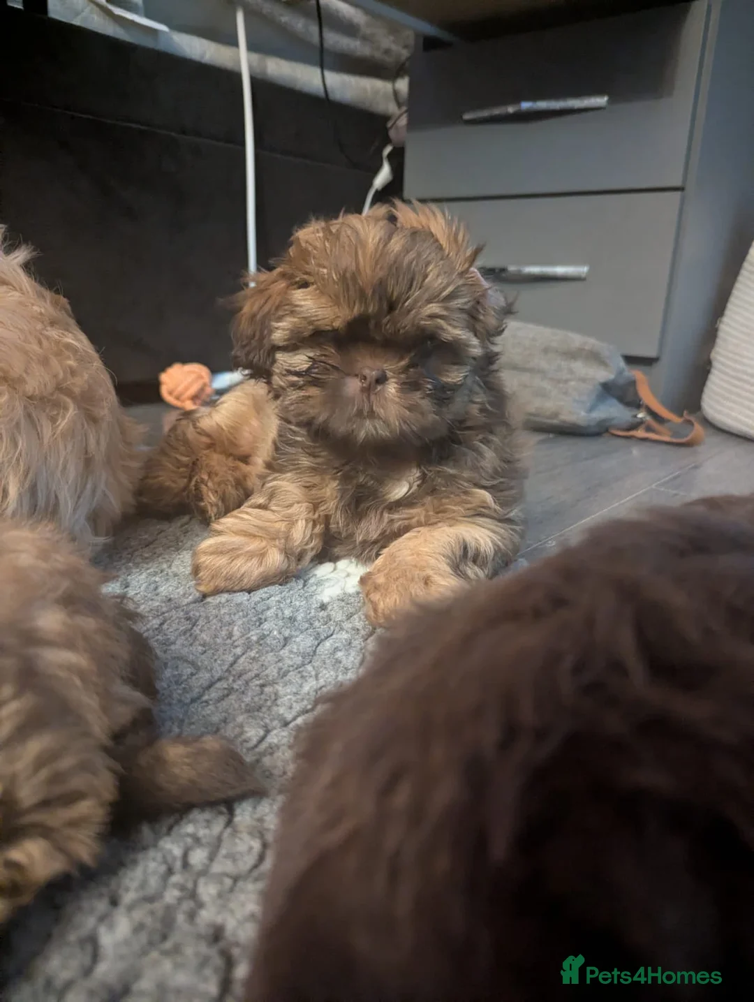 Shih Tzu dogs for sale: Imperial shih-tzus one cream boy left - Advert 24